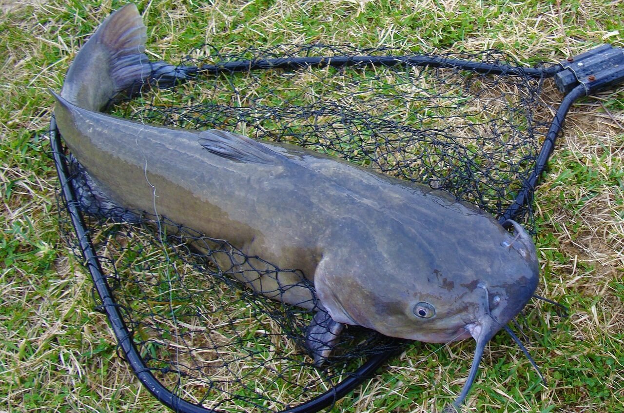 Mehr über den Artikel erfahren Faszination Wels angeln