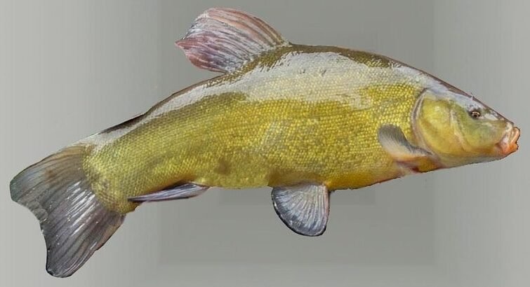 Mehr über den Artikel erfahren Schleien angeln – Glück oder Können?